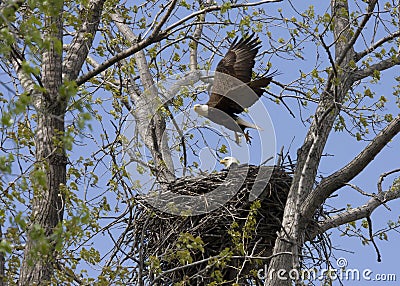 Eagle flying from Nest with Mate Stock Photo