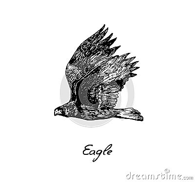 Eagle flying side view, with inscription, hand drawn doodle, sketch in vintage style, vector Vector Illustration