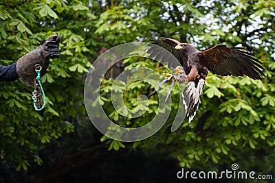 Eagle flying towards falconer's hand Stock Photo