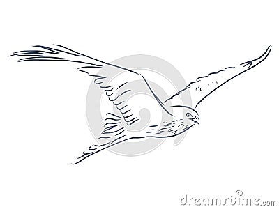 Eagle - hand drawn vector llustration realistic sketch Vector Illustration