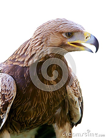 Eagle isolated Stock Photo