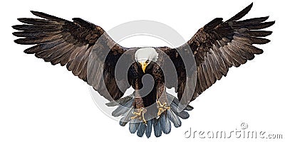 Eagle landing hand draw on white background vector. Vector Illustration
