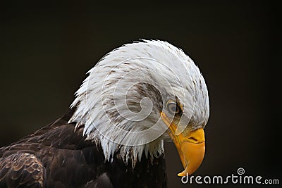 Eagle Looking Down Stock Photo