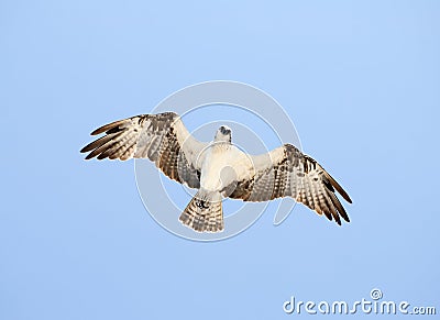 Eagle Looking Down Stock Photo