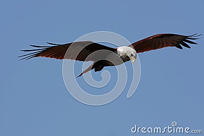 Eagle looking for a prey Stock Photo