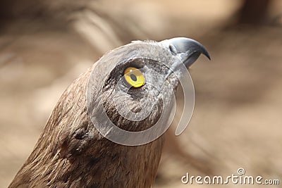 An eagle looks to the sky Stock Photo