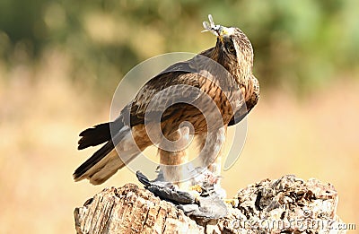 eagle observes with its prey in the claws Stock Photo