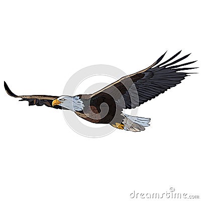 Eagle Vector Illustration