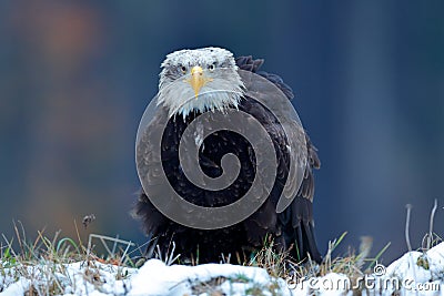 Eagle, orange fall leave in the snow. Bald Eagle, Haliaeetus leucocephalus, portrait of brown bird of prey with white head, yellow Stock Photo