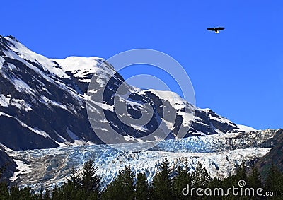 Eagle Over Davidson Glacier Stock Photo