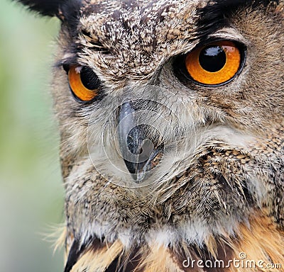 Eagle owl Stock Photo