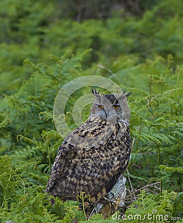 Eagle Owl Stock Photo