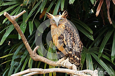 Eagle owl Stock Photo