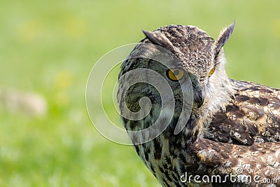 Eagle owl Bubo bubo bird of prey looking demure to the ground. Stock Photo