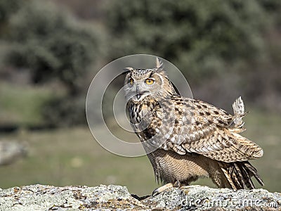 Eagle owl Bubo bubo standing on a rock Stock Photo