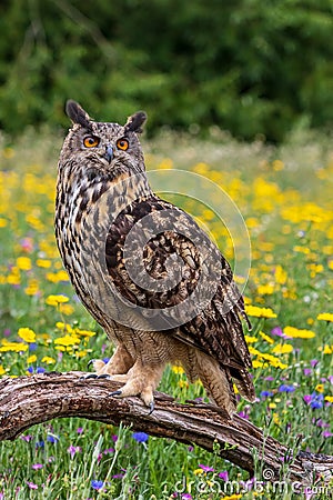 Eagle owl Bubo bubo perched Stock Photo