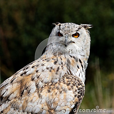 Eagle Owl close up torso portrait Stock Photo