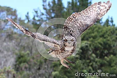Eagle Owl in Flight Stock Photo