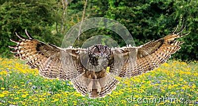 Eagle owl Stock Photo