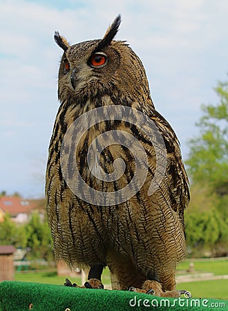 Eagle owl male Stock Photo