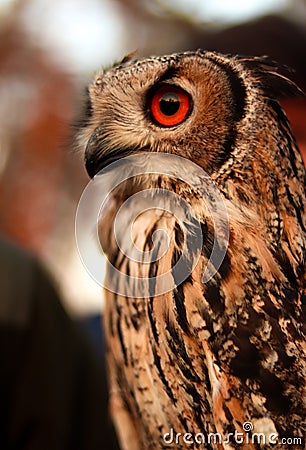 An eagle-owl with red eyes standing against bokeh background Stock Photo