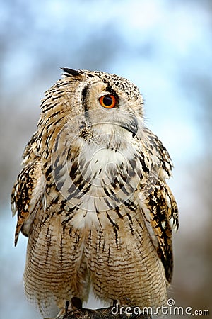 Eagle owl sitting. Stock Photo