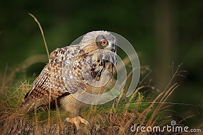 Eagle owl, tree trunk in grass. Sitting young Eurasian Eagle Owl on moss tree stump with in forest habitat, wide angle lens photo Stock Photo