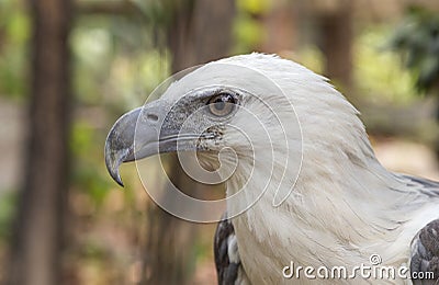 Eagle in the Philippines close up Stock Photo
