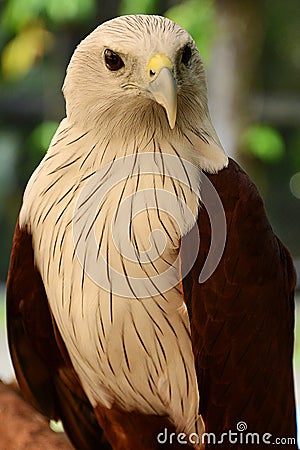 The Eagle Stock Photo