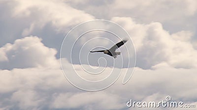 Eagle que sobe através das nuvens brancas inchado vídeos de arquivo Eagle que sobe através das nuvens brancas inchado vídeos de arquivo