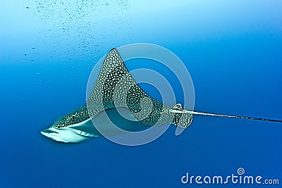 Eagle ray Stock Photo