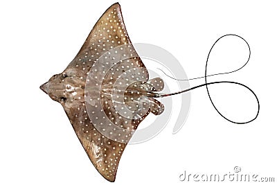 Eagle ray isolated Stock Photo