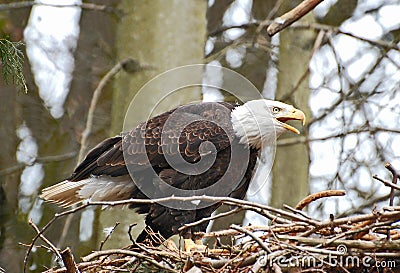 The eagle's call Stock Photo