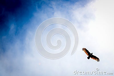 Eagle in the sky Stock Photo