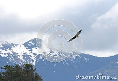 Eagle Soaring Stock Photo