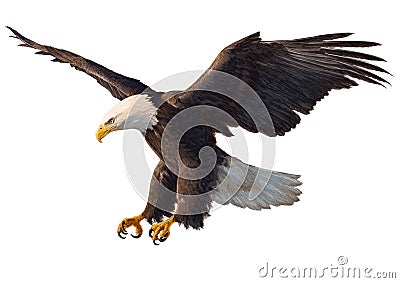 Bald eagle swoop hand drawing hand draw on white background Vector Illustration