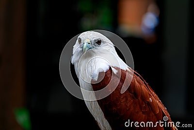 Eagle, Philippines Stock Photo