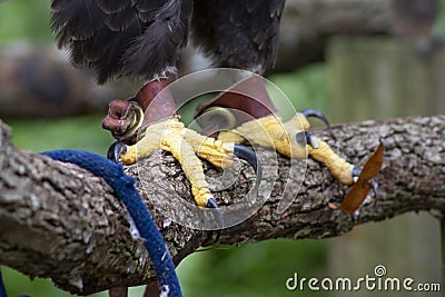 Eagle talons in captivity Stock Photo