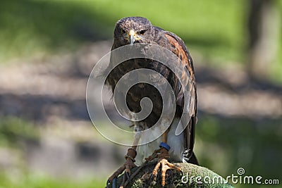 Eagle trained. Stock Photo