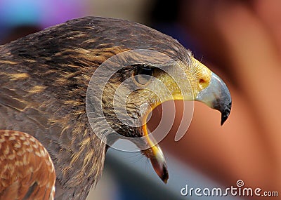 Eagle unlocks moan Stock Photo