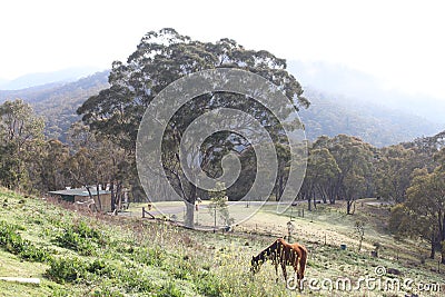 Eagle View Escape Lake Lyell Stock Photo