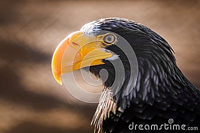 Eagle with yellow beak Stock Photo