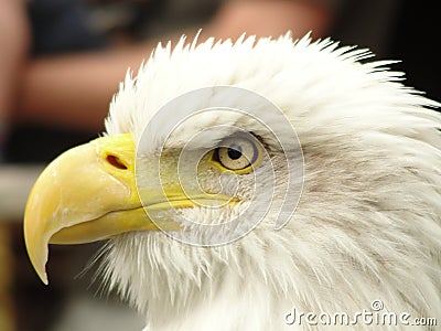 Eagles Eye Stock Photo