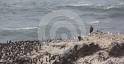 Eagles and seabirds on Colony Rock Stock Photo