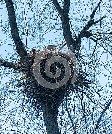 Eaglet in nest in tree Stock Photo