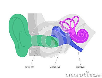 Ear anatomy diagram Vector Illustration