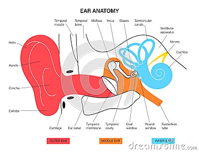 Ear anatomy diagram Vector Illustration