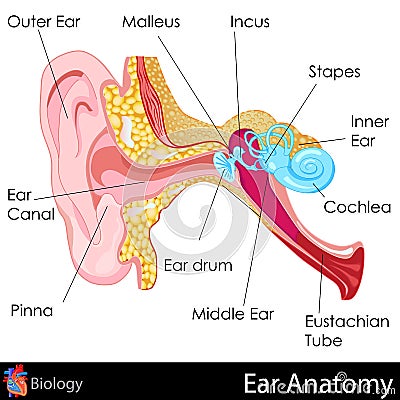 Ear Anatomy Cartoon Illustration