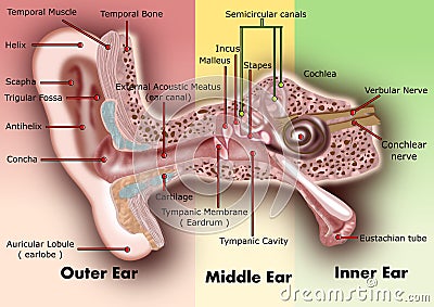 Ear anatomy Stock Photo