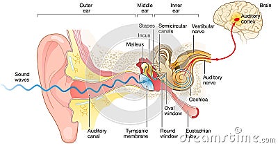 Ear anatomy. Illustration showing the way of a sound wave to the brain Stock Photo
